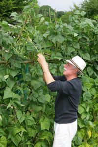 comment planter haricot vert