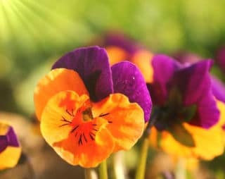 Viola cornuta : floraison, entretien, arrosage