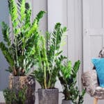 Zamioculcas6
