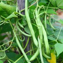 Beans, all the tips on how to grow them