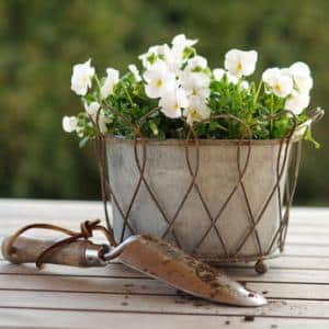 Pensée, la fleur