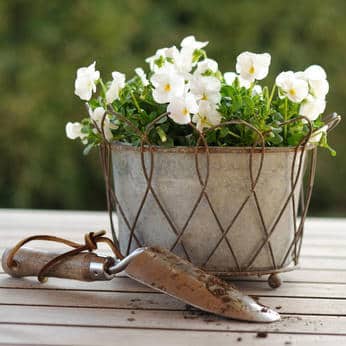 Pensée : culture et entretien pour de jolies fleurs