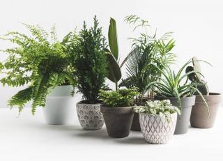 Plante depolluante interieur maison