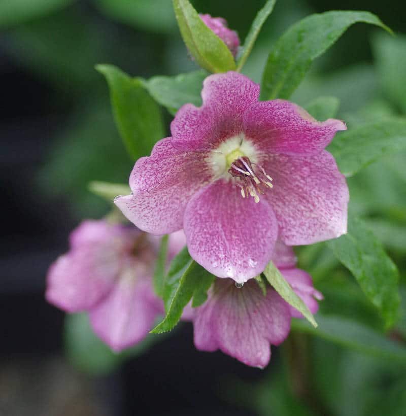 Hellébore Rose De Noël Plantation Entretien Et Floraison