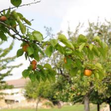 Plant fruit trees!