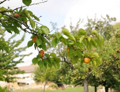 planter fruitier