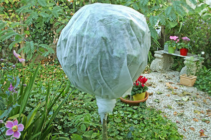 protection des plantes en hiver 