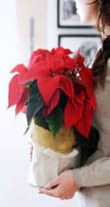 Poinsettia