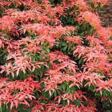 pieris japonica