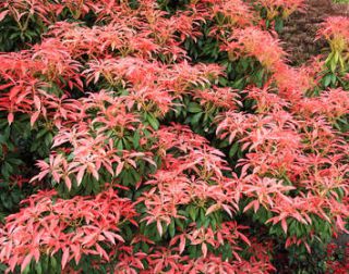 pieris japonica en pot