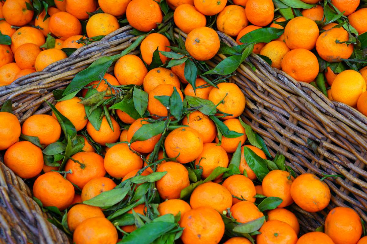 clémentine de corse