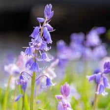 jacinthe des bois