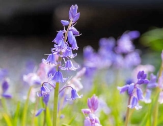 Jacinthe des bois plantation