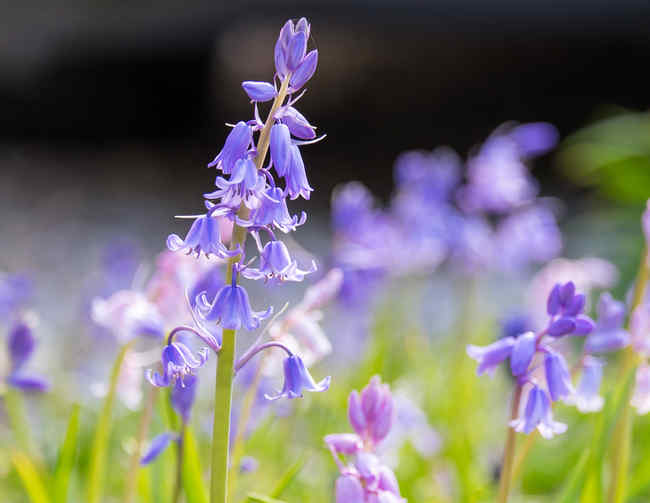 Jacinthe des bois : plantation et conseils d'entretien