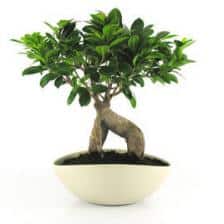 ficus retusa