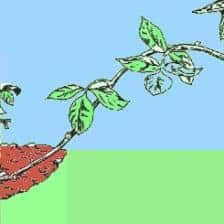 Layering or marcotting, a propagation technique