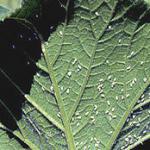 aleurode