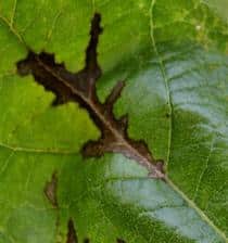 1246352268anthracnose