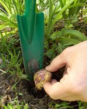 1246353277plantationbulbe