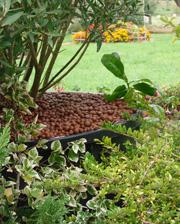 Clay pebbles, more than just ornamental