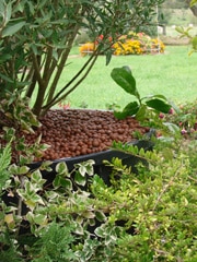 Billes d'argiles : utile et décorative, en pot comme au jardin