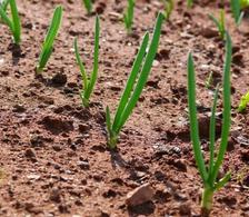 Sowing in rows
