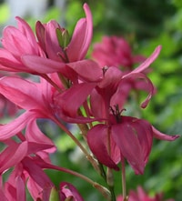 ixia