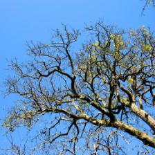 Winter pruning of seed fruit trees