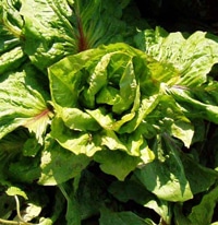 1246868293endive