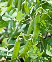 Faites pousser des petits-pois en famille !