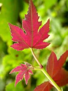 liquidambar