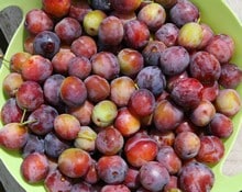 recolte fruits