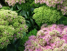 sedum orpin