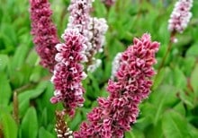 1247820254presicaria