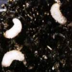 larve othiorynque