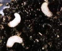 larve othiorynque