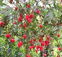 crinodendron