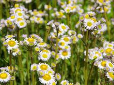 1254122971erigeron