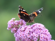 buddleja papillon