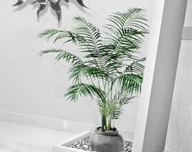 Areca, Plante verte