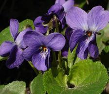 1256549231violette