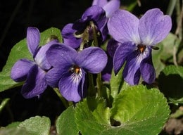 violette fleur