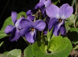 Violette : plantation et entretien pour une belle floraison