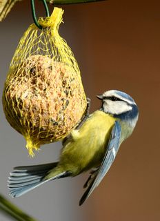 Comment nourrir les oiseaux pendant l'hiver