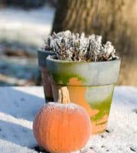 jardinage janvier