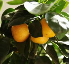 calamondin