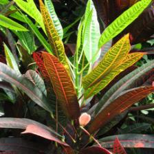 codiaeum