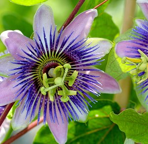 FLEUR DE LA PASSION : COMMENT LA PLANTER, LA PALISSER ET BIEN LA