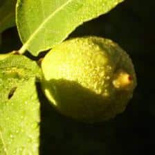 agrumes