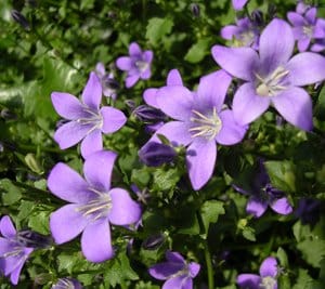 Campanule : plantation, floraison et conseils d'entretien